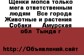 Щенки мопса только мега-ответственным людям - Все города Животные и растения » Собаки   . Амурская обл.,Тында г.